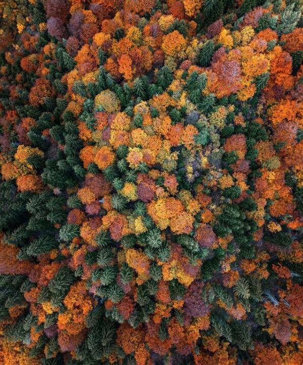 保加利亚的彩色秋林